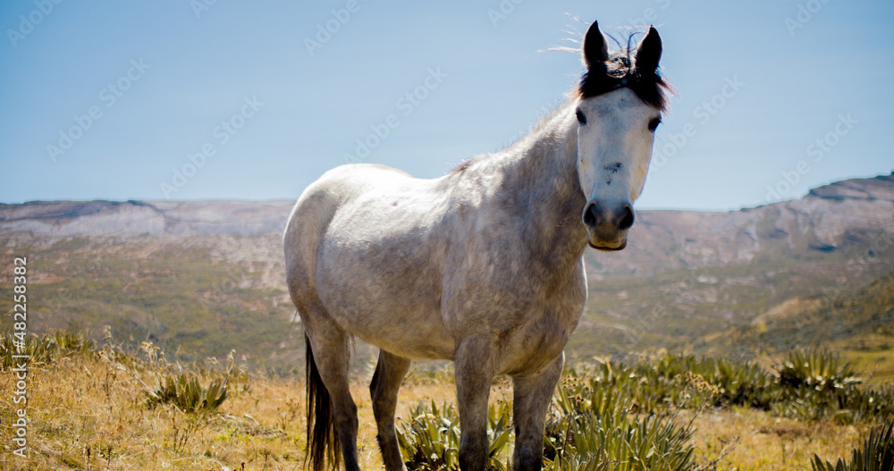 Hermoso caballo español en el campo en El Cocuy Hermoso caballo español en el campo en El Cocuy