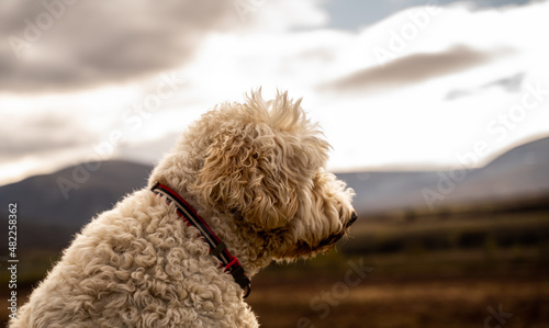 Canvas Print Golden Doodle sat in front of a scenic scottish highlands