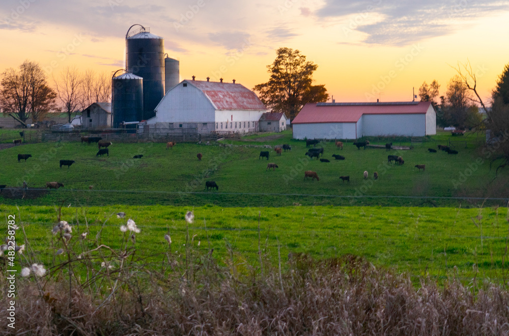 Farm  with sunset, animals grazing