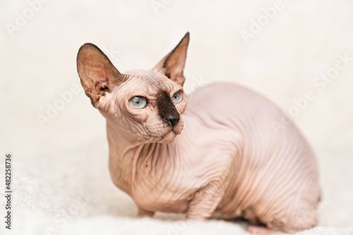 Canadian Sphynx. cat breed without hair. hypoallergenic pet.  photo