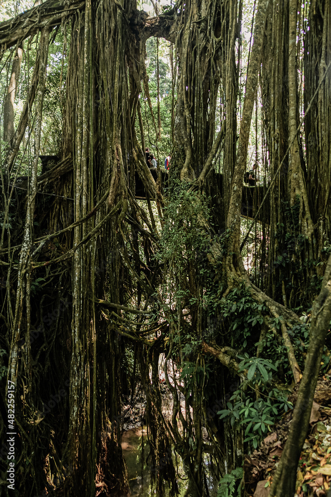 Tropical trees with hanging roots, Bali, Indonesia Tropical trees with hanging roots, Bali, Indonesia