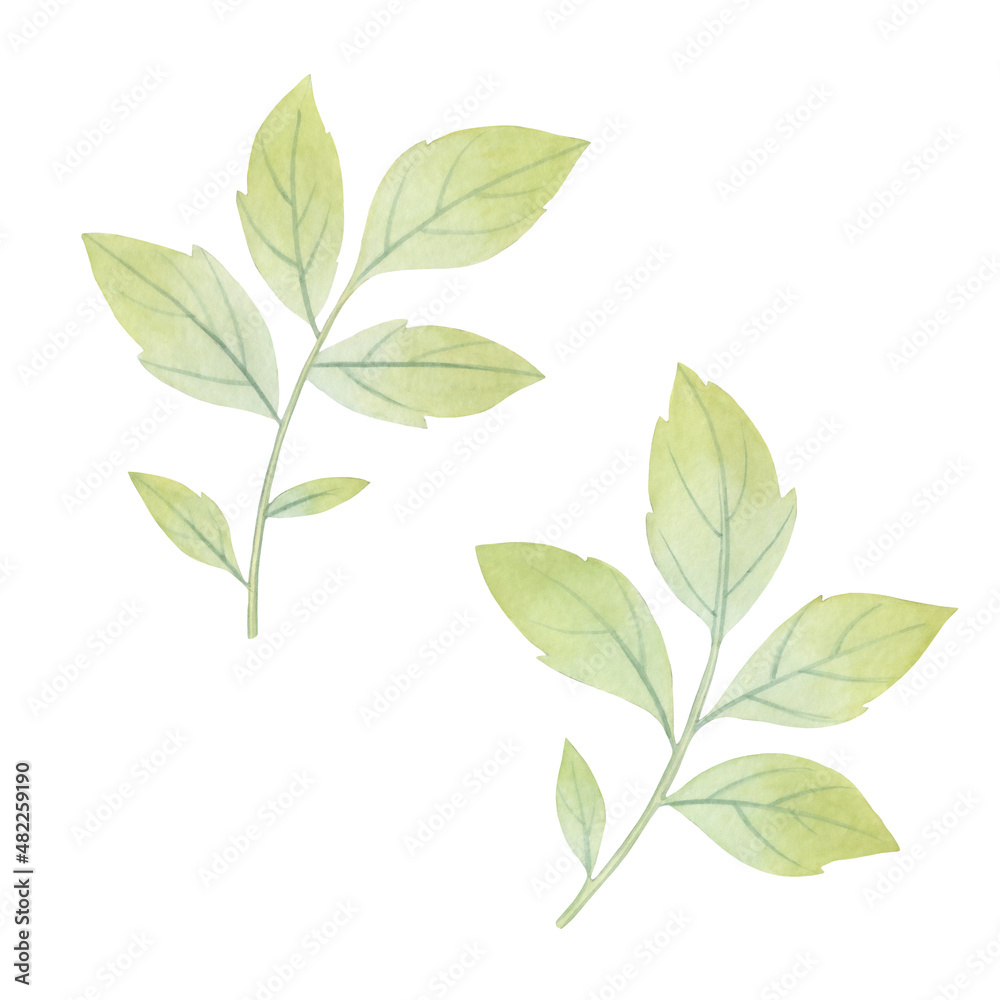 Set of watercolor leaves. Green branches with leaves isolate on a white background. Watercolor illustration for design, invitation cards, print Set of watercolor leaves. Green branches with leaves isolate on a white background. Watercolor illustration for design, invitation cards, print