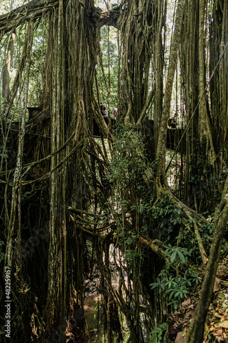 Tropical trees with hanging roots  Bali  Indonesia