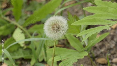 민들레 식물 자연 풍경 