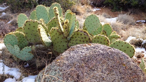 Purple prickly pear, black spine prickly pea (Opuntia macrocentra), cacti in the winter in the mountains, snow on the ground photo