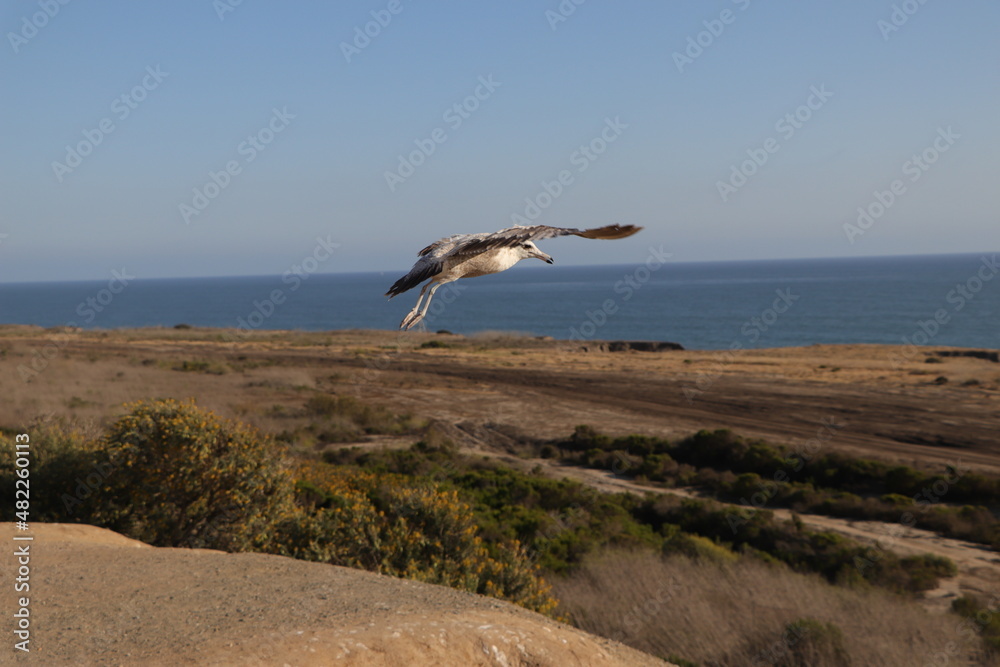 Naklejka premium seagull on the beach