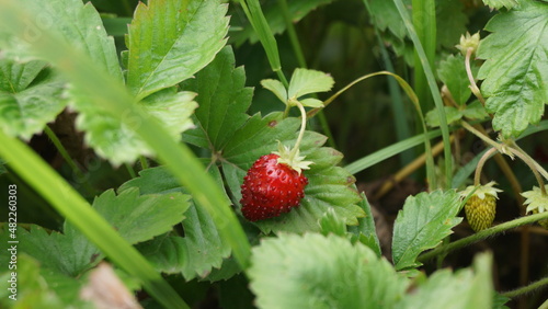 berries, glade, strawberry, wild berry, forest, fruit, summer, red berry, July, edge, aroma, loneliness, jam