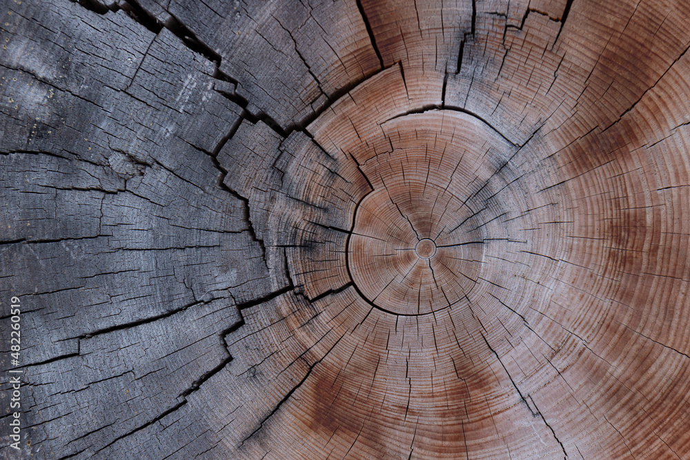 Cross section of tree trunk showing growth rings. Detailed texture of a sawn tree. Cracked organic tree rings. Destructive process of blackening wood from moisture and Ceratocystis fungus