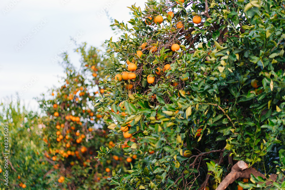 garden of orange trees. branches with citrus fruit. 