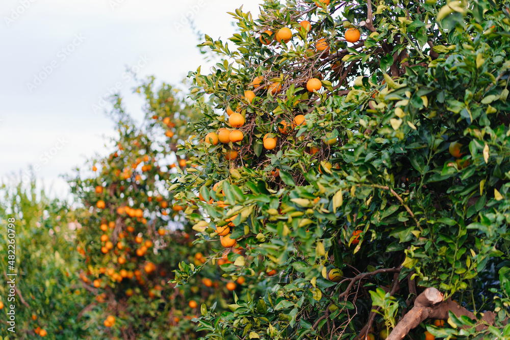 garden of orange trees. branches with citrus fruit. garden of orange trees. branches with citrus fruit.