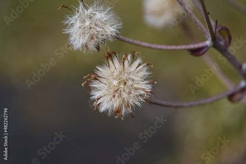 Leopard plant Fluff and seeds. Asteraceae evegreen perennial plants. It grows on rocks near the coast and blooms yellow flowers in early winter. The petioles are edible and medicinal. 