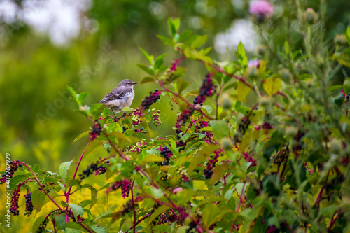 berries on a branch