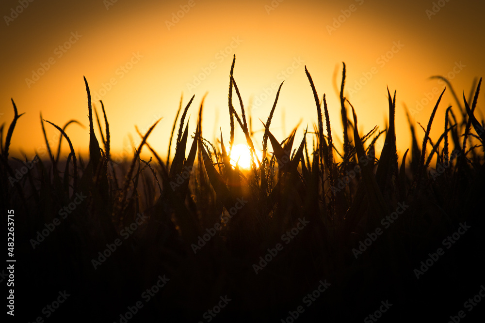 Field of Wheat Grass Silhouette with Golden Yellow Sunset in Background Field of Wheat Grass Silhouette with Golden Yellow Sunset in Background