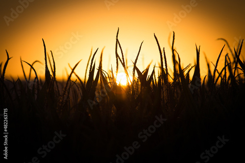 Field of Wheat Grass Silhouette with Golden Yellow Sunset in Background