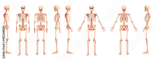 Skeleton Human front back side view with two arm poses ventral, lateral, and dorsal views. Set of realistic flat natural color concept Vector illustration of anatomy isolated on white background