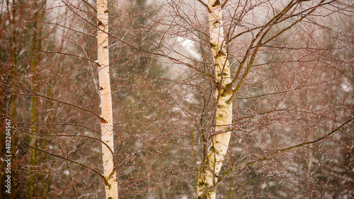 Fototapeta Naklejka Na Ścianę i Meble -  Krople deszczu osadzone na gałęziach brzozy.