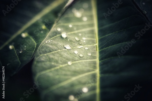 portrait of a water drops on leaf