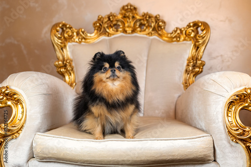 Pomeranian spitz dog of black sable color sitting on elegant golden armchair in vintage style