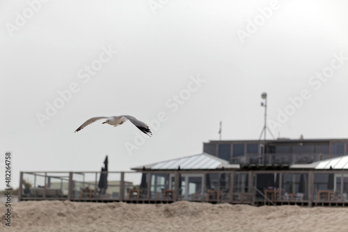 Seagull bird in the air looking for food, Texel island, Netherlands