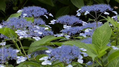 꽃 식물 자연 풍경 