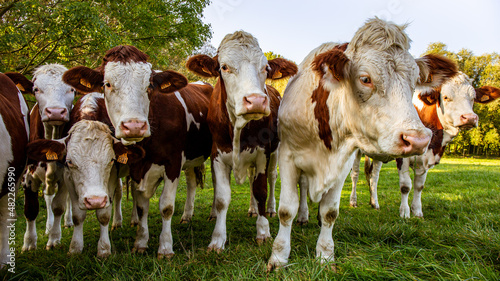 Gros plan d'un groupe de plusieurs vaches dans la prairie