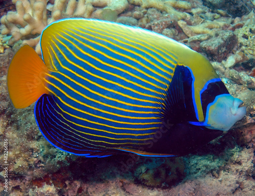 An Emperor Angelfish (Pomacanthus imperator) in the Red Sea, Egypt