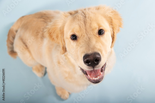 Portrait of 4 month old golden retriever male puppy dog with seamless blue background. Puppy is missing some of his baby teeth. © Mat Hayward