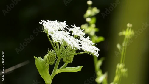 꽃 식물 자연 풍경 