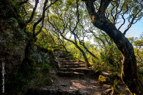 Stone staircase in the Relict National Forest of Bussaco, Coimbra, Portugal