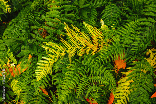 fern leaves