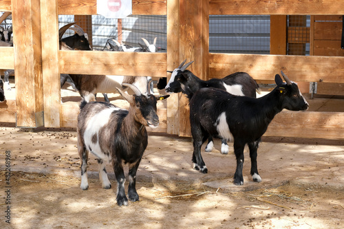 Domestic goats (lat. - Capra aegagrus hircus) photo