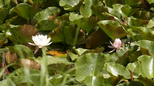 꽃 연꽃 내이처 식물 