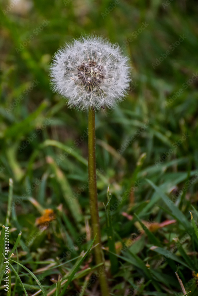dandelion on grass