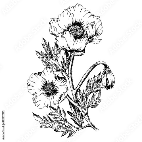 hand drawn illustration of anemone flowers in engraved style, isolated on white Fototapet