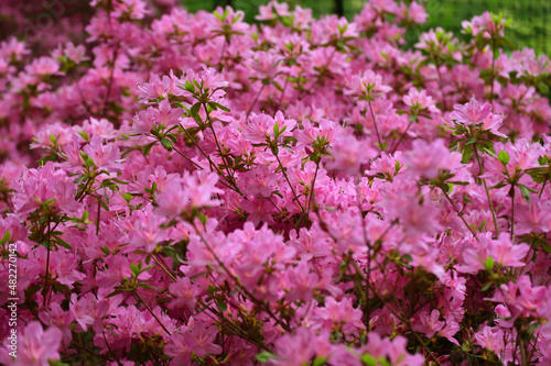 field of pink flowers © Sergiy
