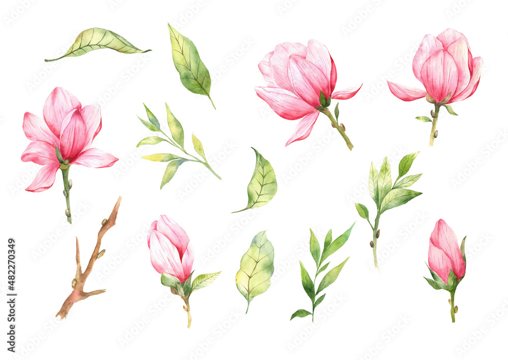MAGNOLIA flowe watercolor illustration, Set of magnolia illustrations 