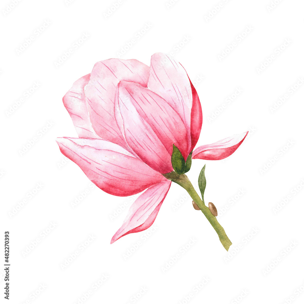 Magnolia Watercolor Illustration. Pink Magnolia Isolated On white. Wedding Flower, Spring Flower. Floral Watercolor Illustration. Magnolia Blossom