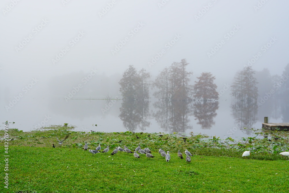Naklejka premium Morning Fog on Hillsborough river at Tampa, Florida