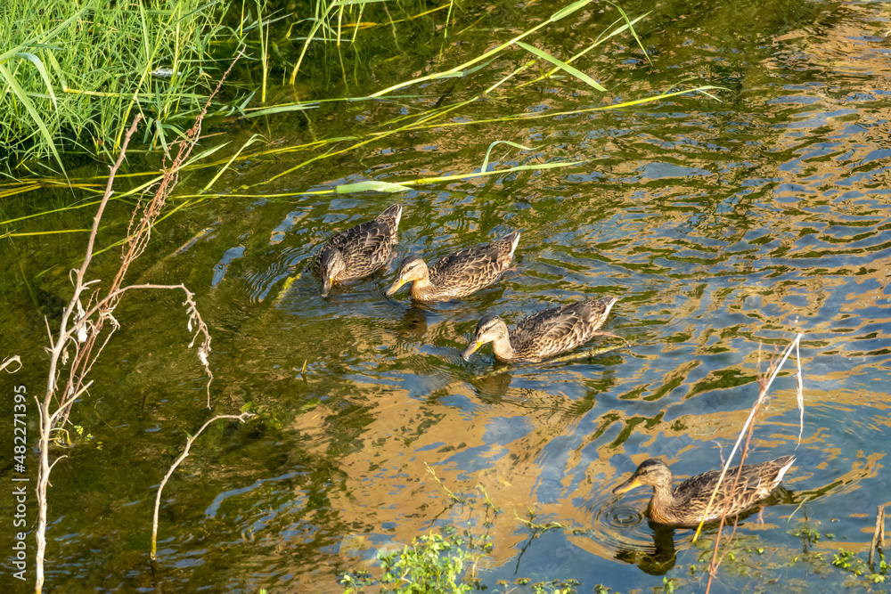 Trois canards femelles nageant sur l'eau Trois canards femelles nageant sur l'eau