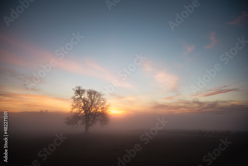 A winter oak tree stands in front of a vineyard, fog obscuring the vines and adding glow to the sky from the setting sun behind the tree.  © Jennifer L Morrow