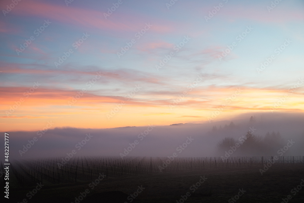 Fog settles over an Oregon vineyard and glows from the sunset sky, softening the lines of vines in the darkening sky.