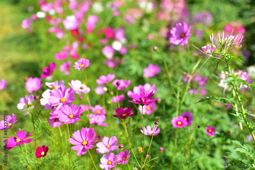 Colorful flowers and morning sunshine	