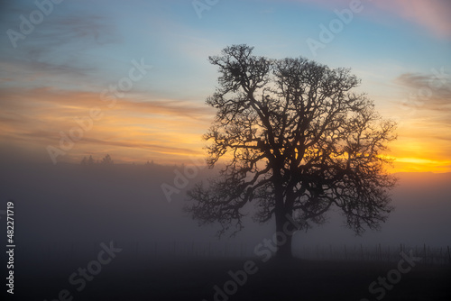 Fototapeta Naklejka Na Ścianę i Meble -  A winter oak tree stands in front of a vineyard, fog obscuring the vines and adding glow to the sky from the setting sun behind the tree. 