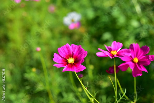 Colorful flowers and morning sunshine 