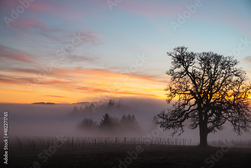 A winter oak tree stands in front of a vineyard, fog obscuring the vines and adding glow to the sky from the setting sun behind the tree. 