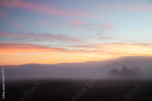 Fog settles over an Oregon vineyard and glows from the sunset sky, softening the lines of vines in the darkening sky.