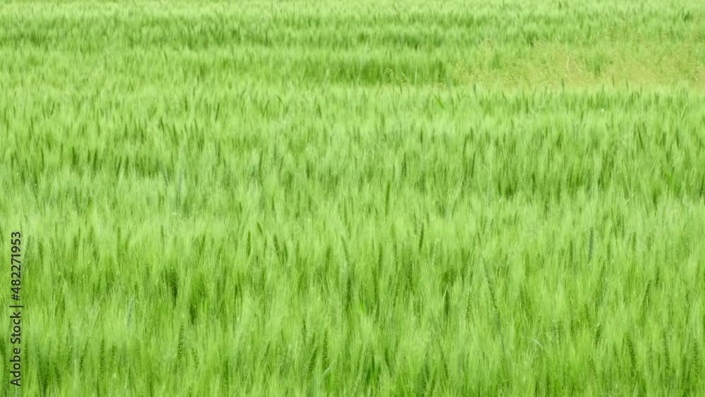 Green wheat field, rural Scenery. Lush wheat spikelets sway in wind. Harvest organic cultivate in field. Concept of rich harvest, cereal land, agricultural industry. Beautiful Nature, slow motion Green wheat field, rural Scenery. Lush wheat spikelets sway in wind. Harvest organic cultivate in field. Concept of rich harvest, cereal land, agricultural industry. Beautiful Nature, slow motion