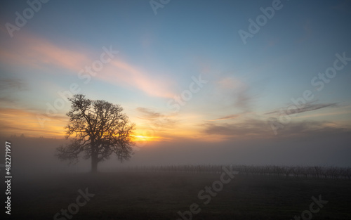 A stunning view of an oak tree in winter surrounded by fog, sunset colors streaking the sky behind as the last light fades, fog obscuring the vineyard vines below the oak.