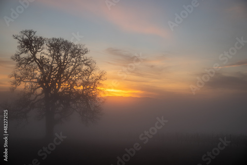 A stunning view of an oak tree in winter surrounded by fog  sunset colors streaking the sky behind as the last light fades  fog obscuring the vineyard vines below the oak.