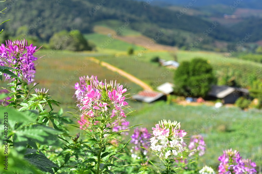 Fototapeta premium beautiful flowers and green leaves.Green leaves with beautiful sunlight Used as a background image